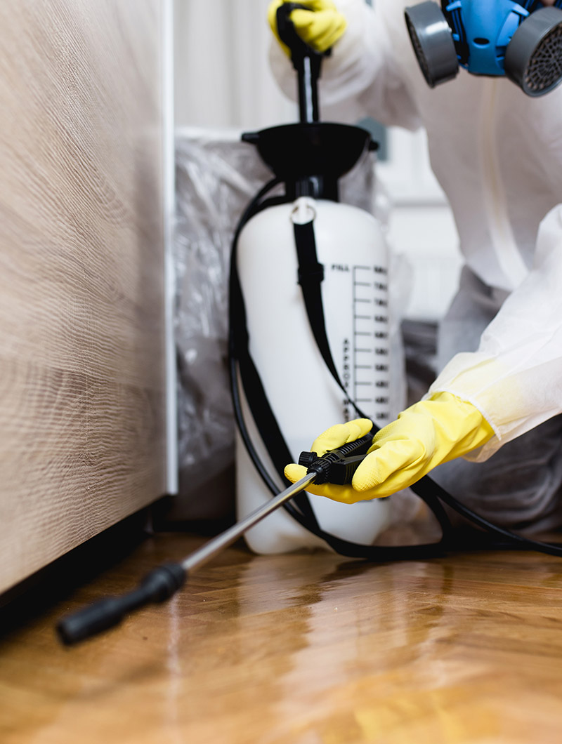 Dedetização: como proteger seu gato com segurança