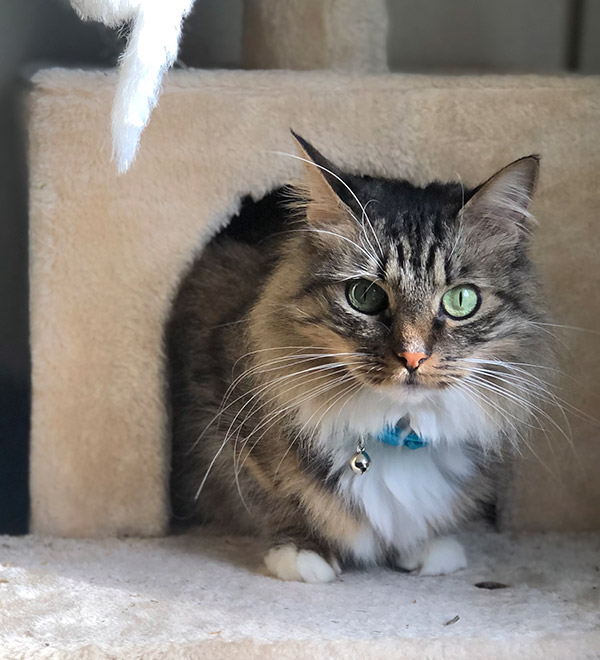 Hospedagem para gatos